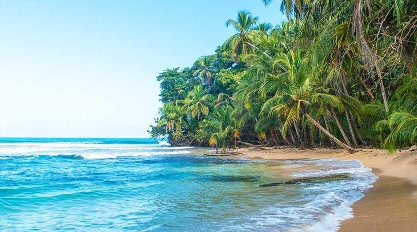 A serene beach scene featuring palm trees swaying beside clear blue water under a bright sky.