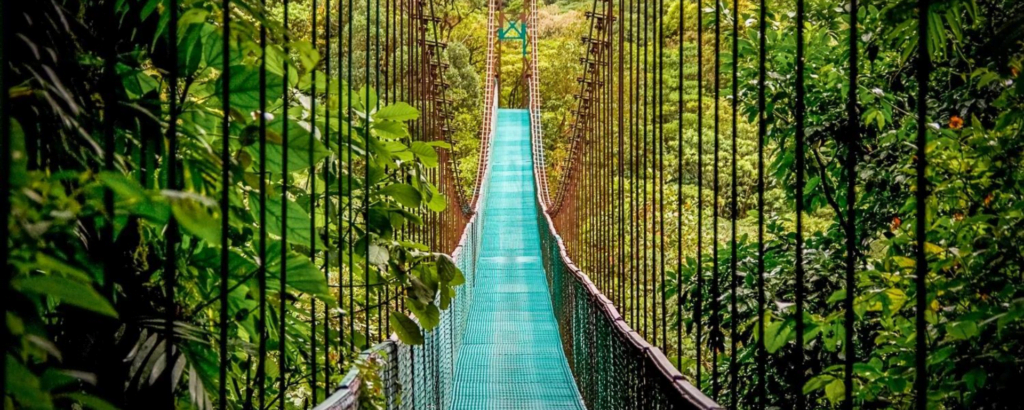 A suspension bridge stretches across a lush jungle, surrounded by vibrant green trees and dense foliage.