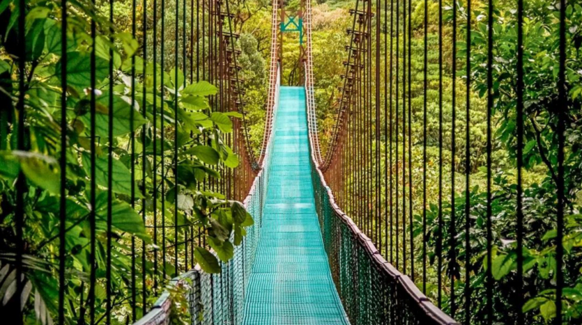 A suspension bridge stretches across a lush jungle, surrounded by vibrant green trees and dense foliage.