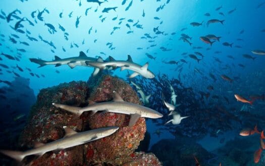Cocos-Island-National-Park-Costa-Rica