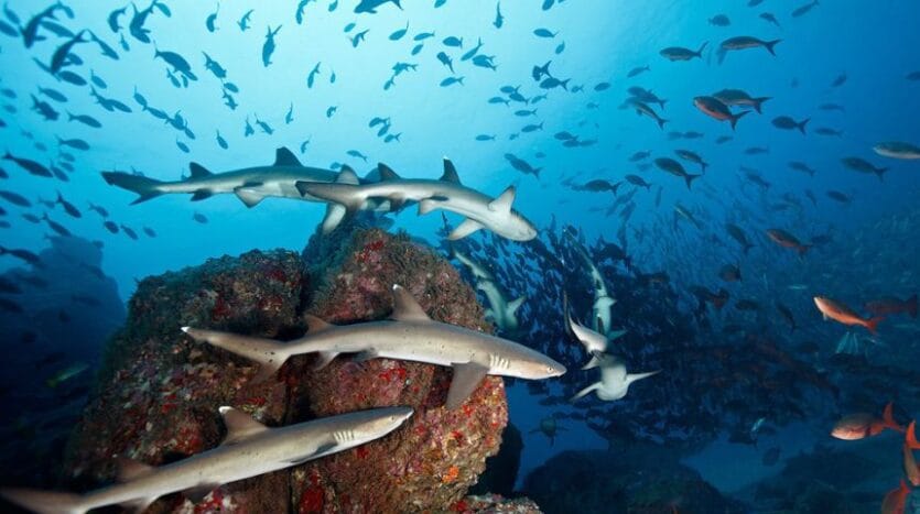Cocos-Island-National-Park-Costa-Rica